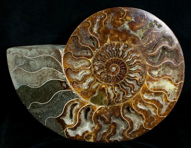 Huge Polished Cleoniceras Ammonite - Half #5213